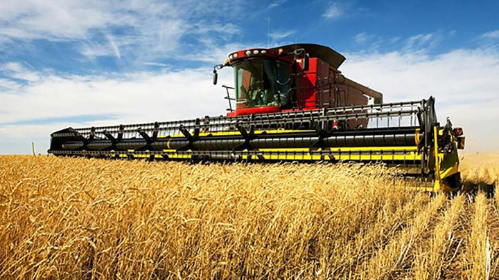 Government to buy wheat at up to 1.45 million MNT